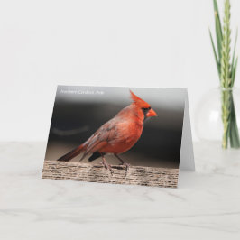 Vogelsammlung: Nordischer Kardinal (Blankonoten) Karte