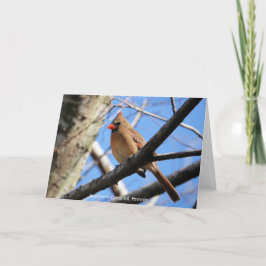 Vogelsammlung: Nordischer Kardinal (Blankonoten) Karte
