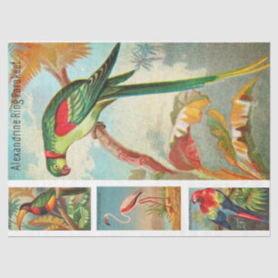 Vogelsammlung Parakeet 2a Vintage Entkopplung Seidenpapier