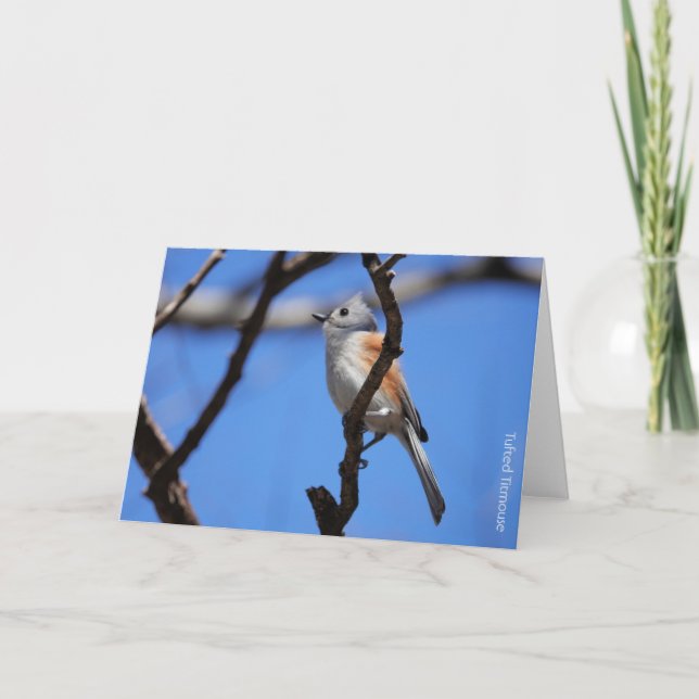 Vogelsammlung: Tufted Titmouse (leere Notizen) Karte (Vorderseite)