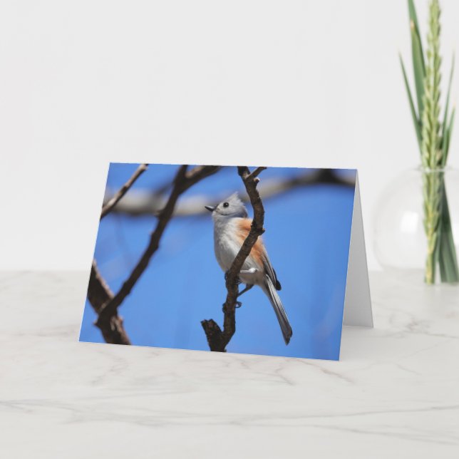 Vogelsammlung: Tufted Titmouse (leere Notizen) Karte (Vorderseite)