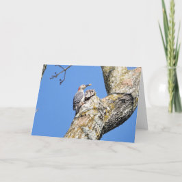 Vogelsammlung: Woodpecker (Blankonotizen) Karte