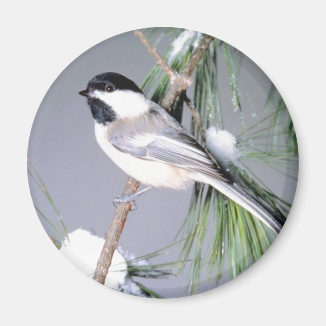 Vogelschneezweig Magnet (Vorne)