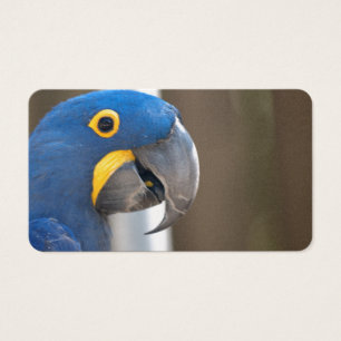 Vogelschwärmer-Haustier Destiny's