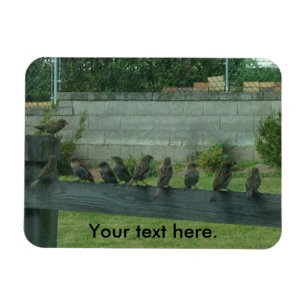 Vogelspangen auf Schienenmagneten Magnet