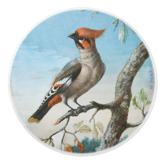 Vogelstudie von George Edwards (1694-1773) Keramikknauf