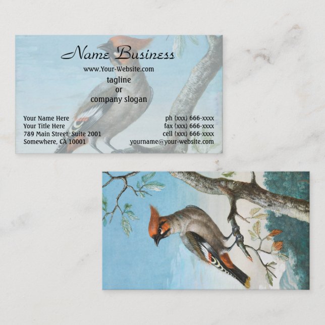 Vogelstudie von George Edwards (1694-1773) Visitenkarte (Vorne/Hinten)