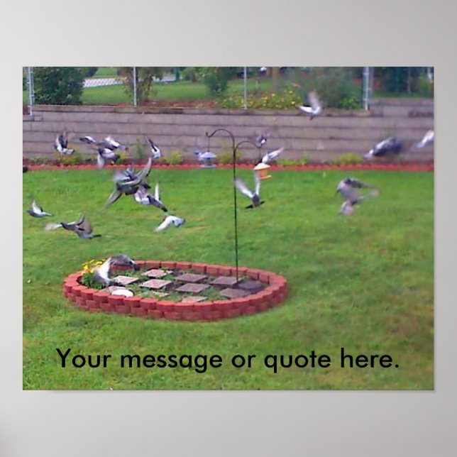 Vogeltauben Fliegenjacke Ihre Textposter Poster (Vorne)