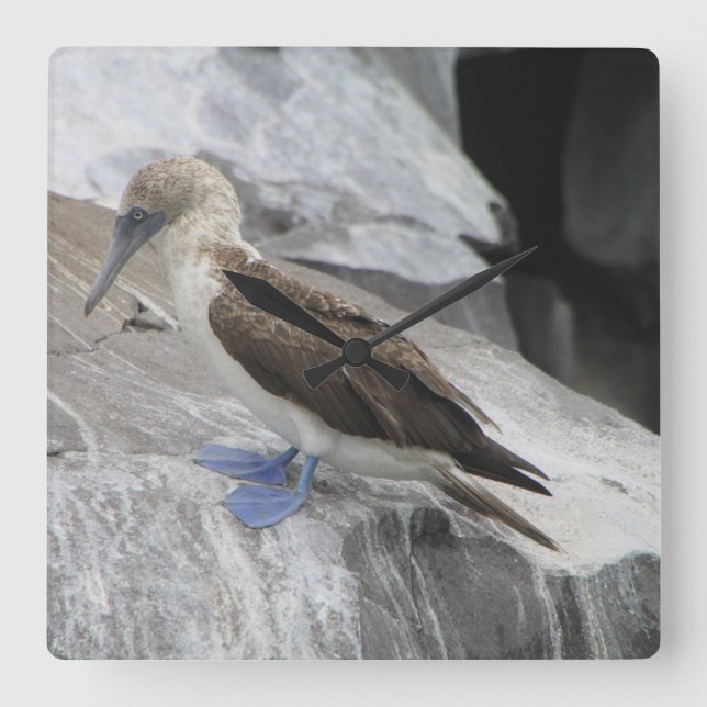 Vogeluhr Quadratische Wanduhr (Vorderseite)