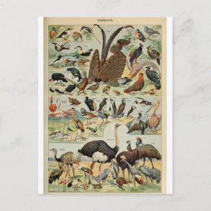 Vogelwörterbuch Postkarte