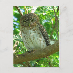 Vogelzweig Postkarte