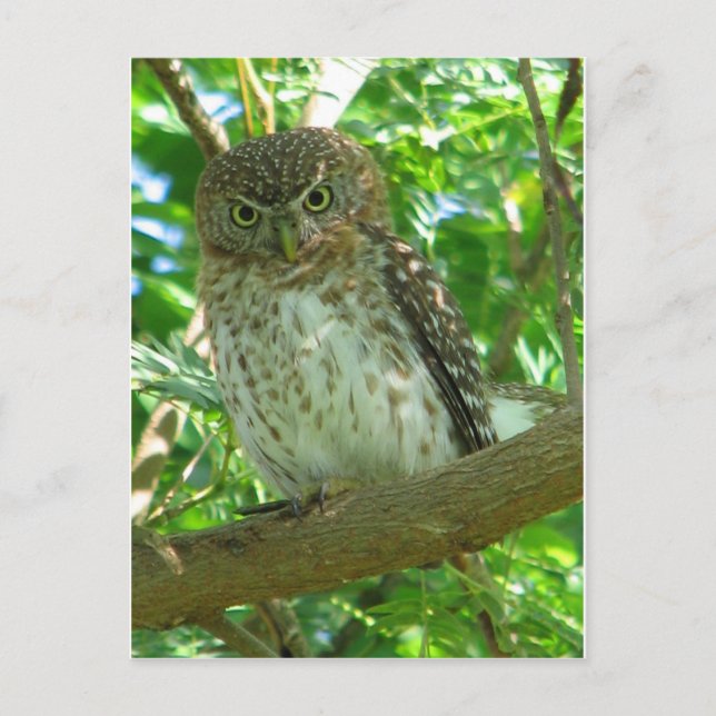 Vogelzweig Postkarte (Vorderseite)