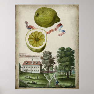 Volkamer Citrus Lemon Italienische Landschaft Poster