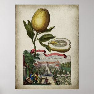 Volkamer Citrus Lemon Italienisches Landschaftspos Poster