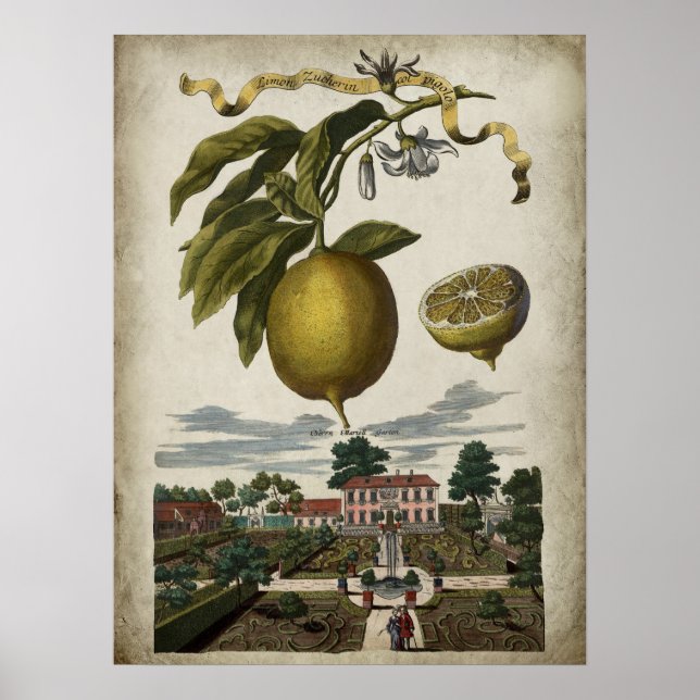 Volkamer Lemon Artwork Barockstil Dekoration (Vorne)