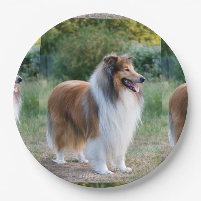 voll 5 raue collie.png pappteller (Vorderseite)