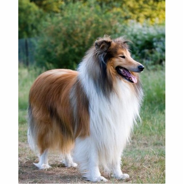 voll rauer Collie 5 Fotoskulptur Schlüsselanhänger (Vorne)