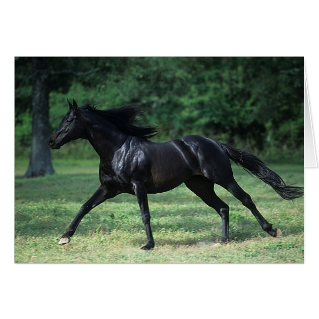 Vollblut (Vorderseite (Horizontal))