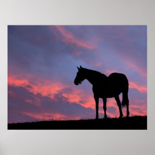 Vollblut Pferd Silhouette bei Sonnenaufgang Poster