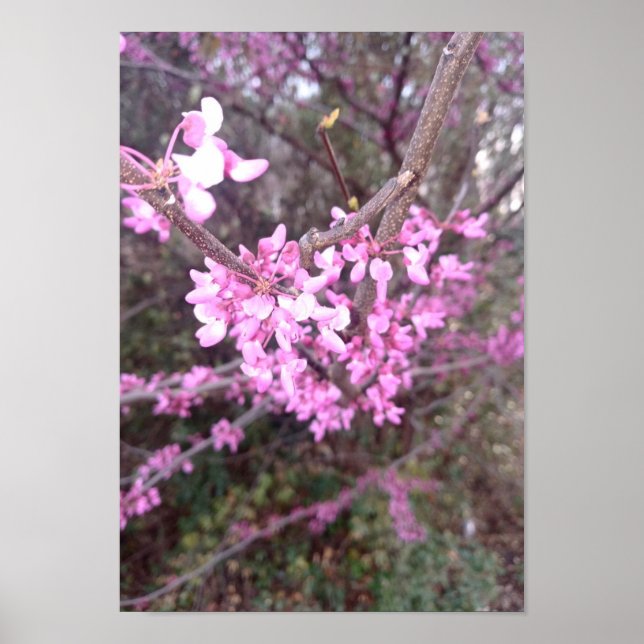 Vollblut Poster (Vorne)