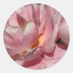 Vollblut-Rose-Hochzeitstag-Umschlag Aufkleber