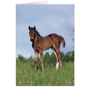 Vollblüter Foal Stehend im Gras