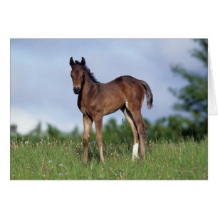 Vollblüter Foal Stehend im Gras