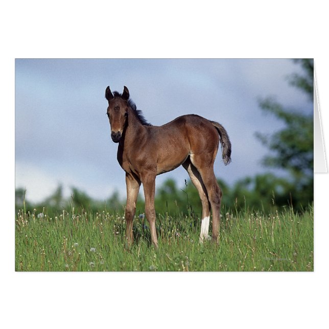 Vollblüter Foal Stehend im Gras (Vorderseite (Horizontal))