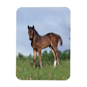 Vollblüter Foal Stehend im Gras Magnet