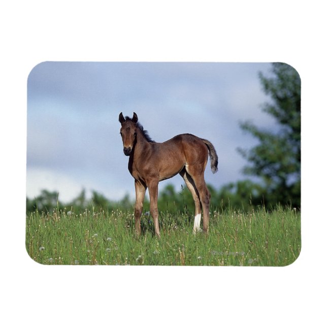 Vollblüter Foal Stehend im Gras Magnet (Horizontal)