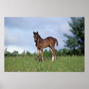Vollblüter Foal Stehend im Gras Poster