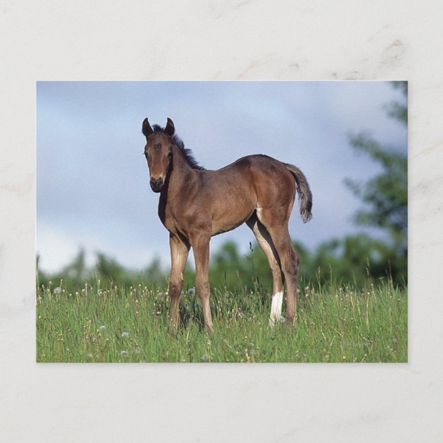 Vollblüter Foal Stehend im Gras Postkarte (Vorderseite)