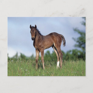 Vollblüter Foal Stehend im Gras Postkarte