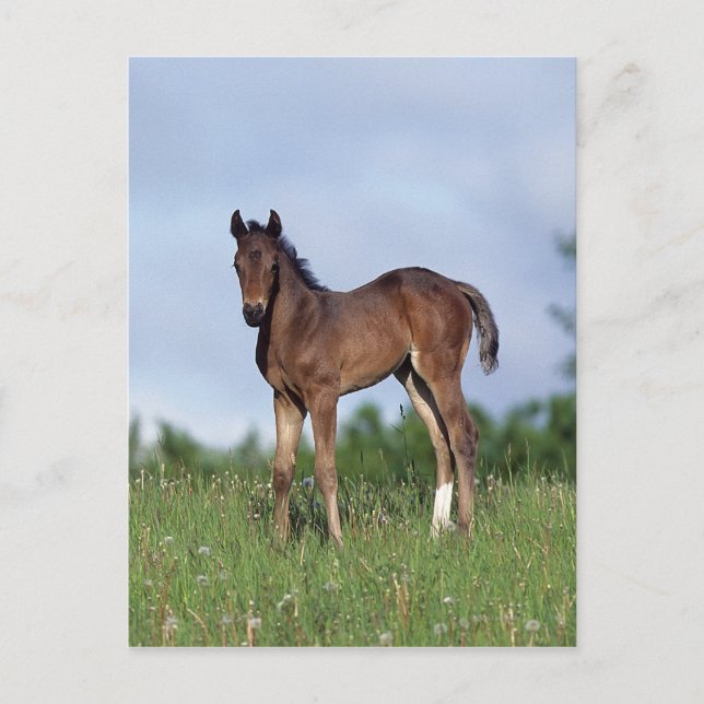 Vollblüter Foal Stehend im Gras Postkarte (Vorderseite)