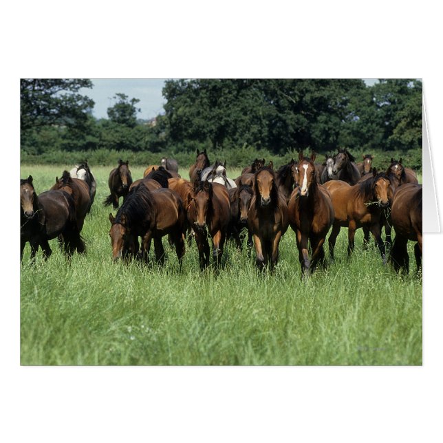 Vollblutjunge (Vorderseite (Horizontal))