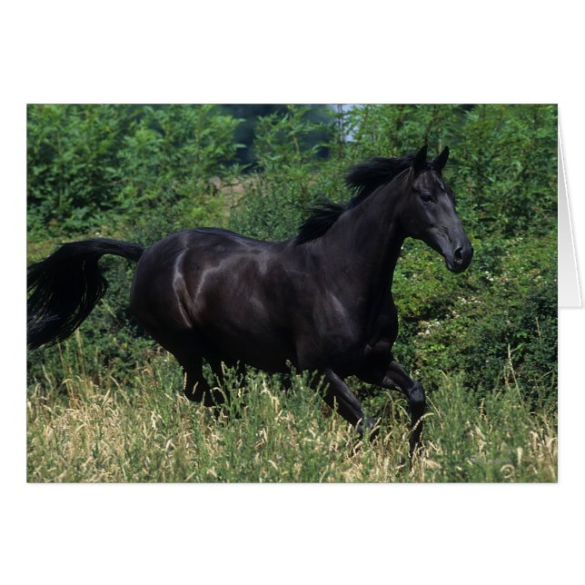 Vollblutpferd im Gras (Vorderseite (Horizontal))