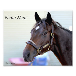 Vollblutpferd - Nano Man Fotodruck