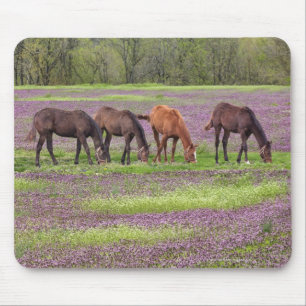 Vollblutpferde im Bereich der Hennenfüßler-Blume Mousepad