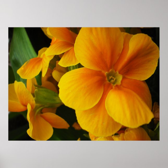 voller Sonnenschein Poster (Vorne)