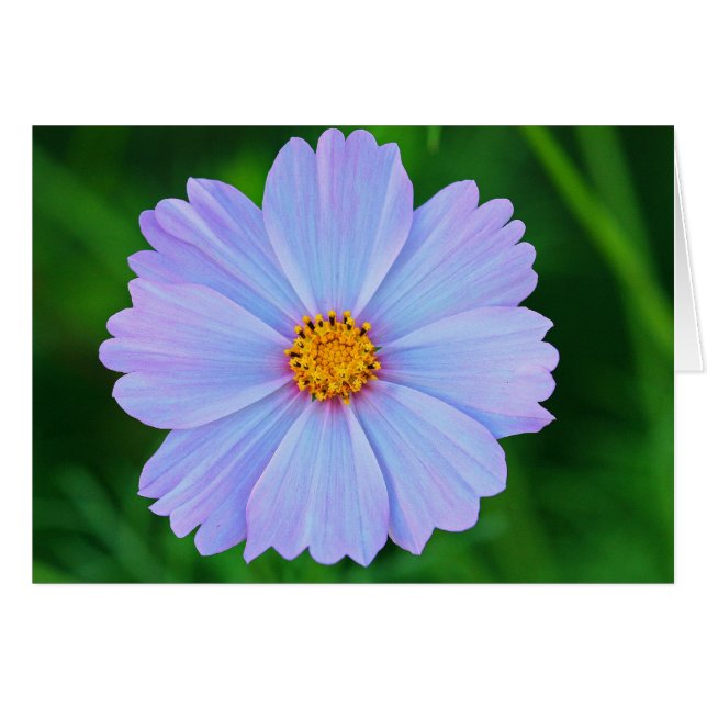 Voller Sterne (Vorderseite (Horizontal))