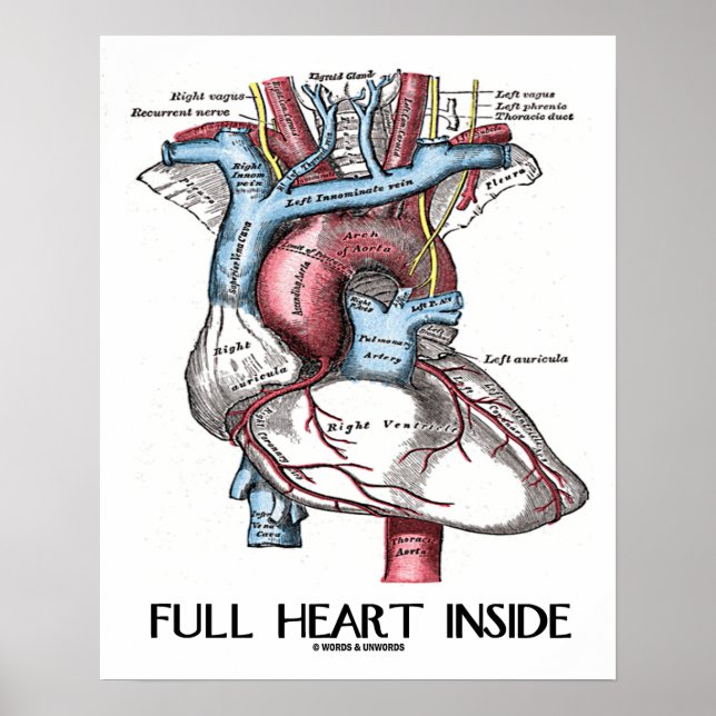 Vollherz Inside Anatomische Illustration Poster (Vorne)