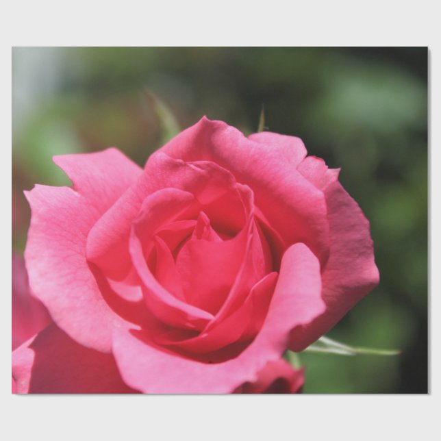 vollkommenes, schönes Foto mit heißen rosa Rose Geschenkpapier (Flach)