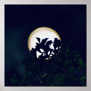 Vollmond-Fotografie-Plakatdruck für die Zeichnung Poster