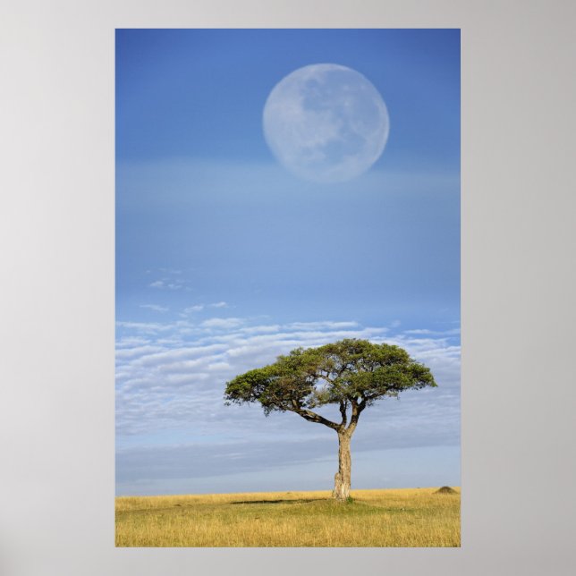 Vollmond über Akazienbäumen, Masai Mara, Poster (Vorne)