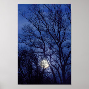 Vollmond und Mondlicht, die durch Bäume strahlen Poster