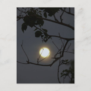 Vollmond-Wahnsinn Postkarte
