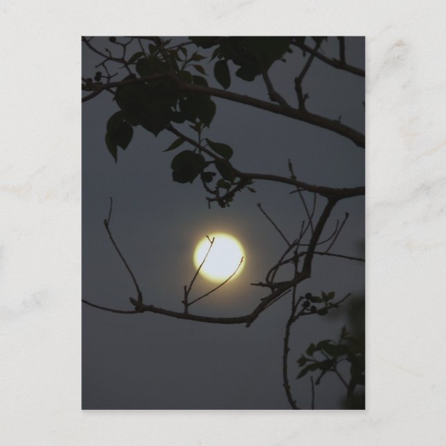 Vollmond-Wahnsinn Postkarte (Vorderseite)