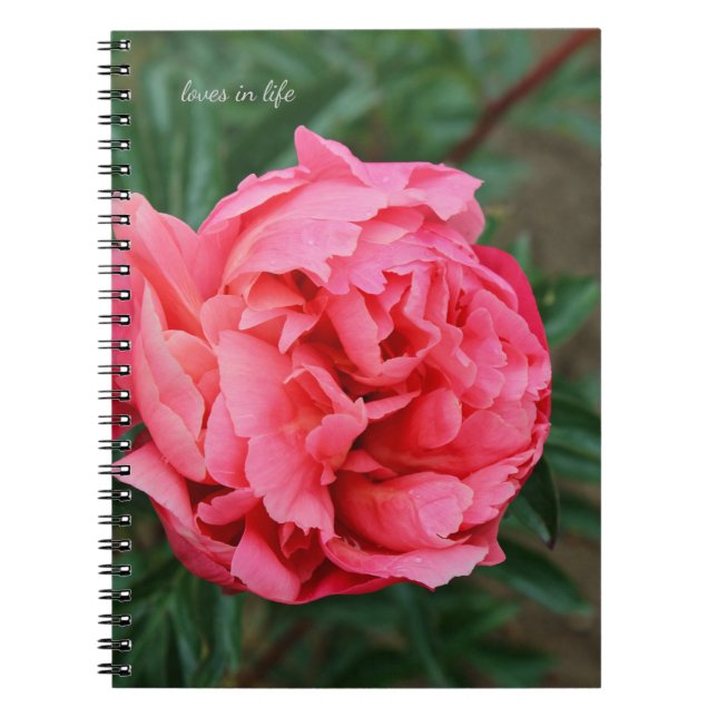 Vollrosa Peony Notizblock (Vorderseite)