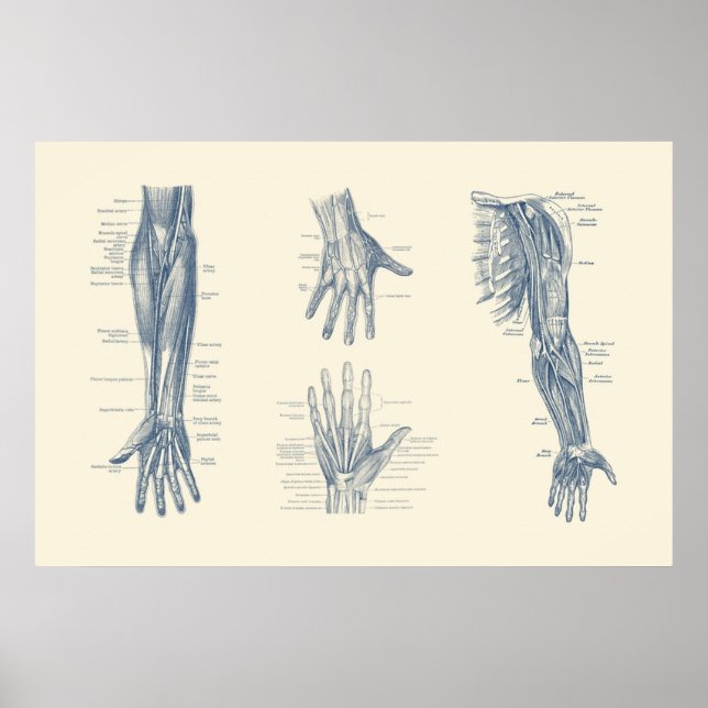 Vollständiges Arm- und Handdiagramm Poster (Vorne)