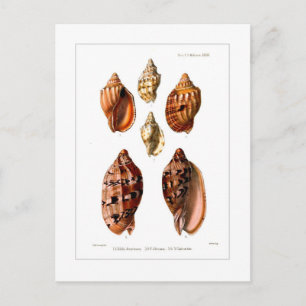 Voluta Muscheln Postkarte